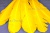Декоративный Пучок из перьев, перо 23см/желтый - купить в Элисте. Цена: 12.19 руб.